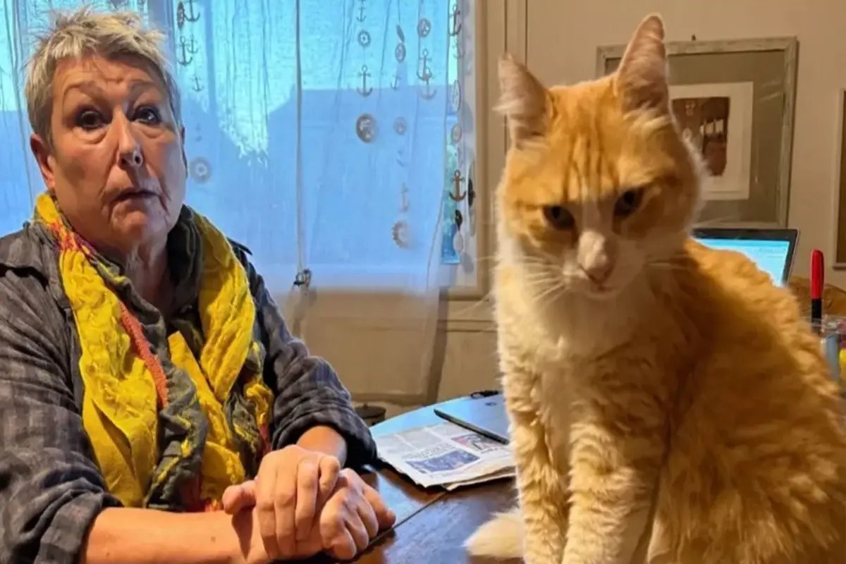 Dünyanın ilk mahpus kedisi! Komşusunu canından bezdirince 'ev hapsi' cezası kesildi