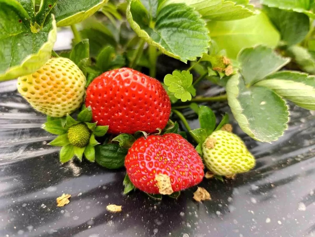 Köprübaşı'nda kış çileği 200 TL'den alıcı buluyor