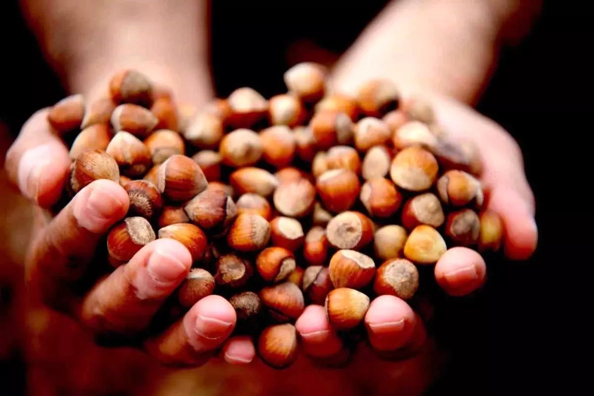 Düzce'de fındık ihracı geçen yılın gerisinde kaldı