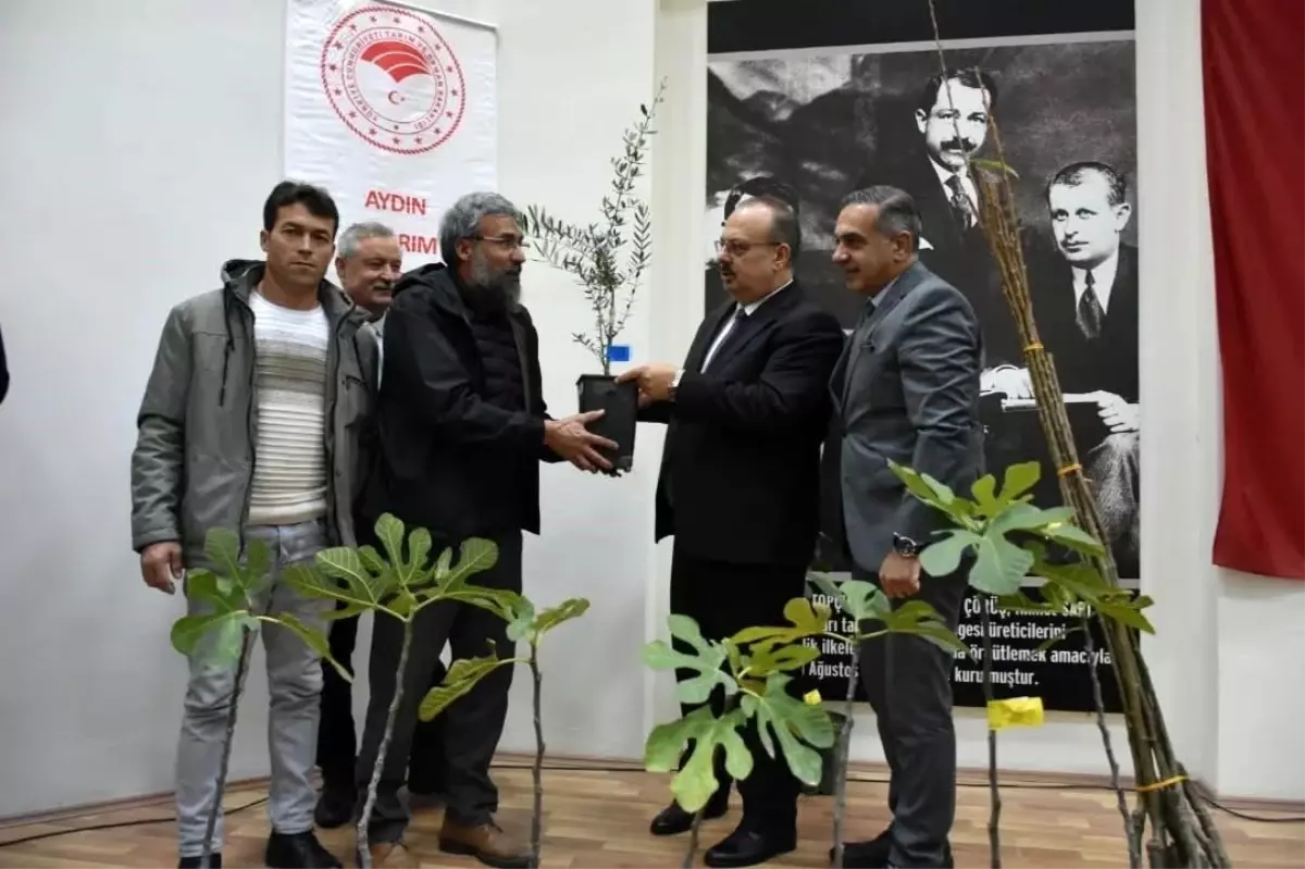 Aydın'da üreticilere 74 bin 90 fide dağıtılacak