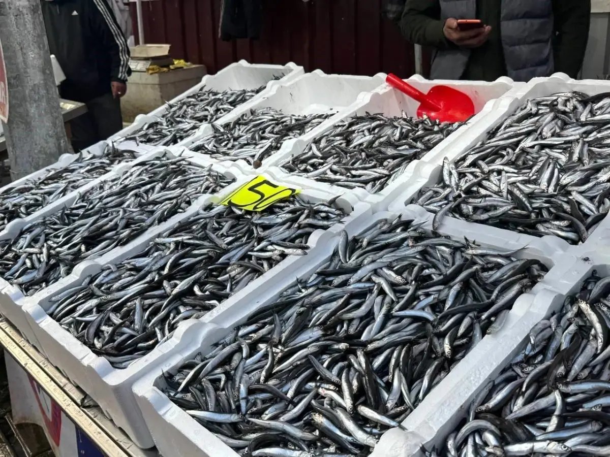 Zonguldak'ta hamsi 150 liradan alıcı buldu