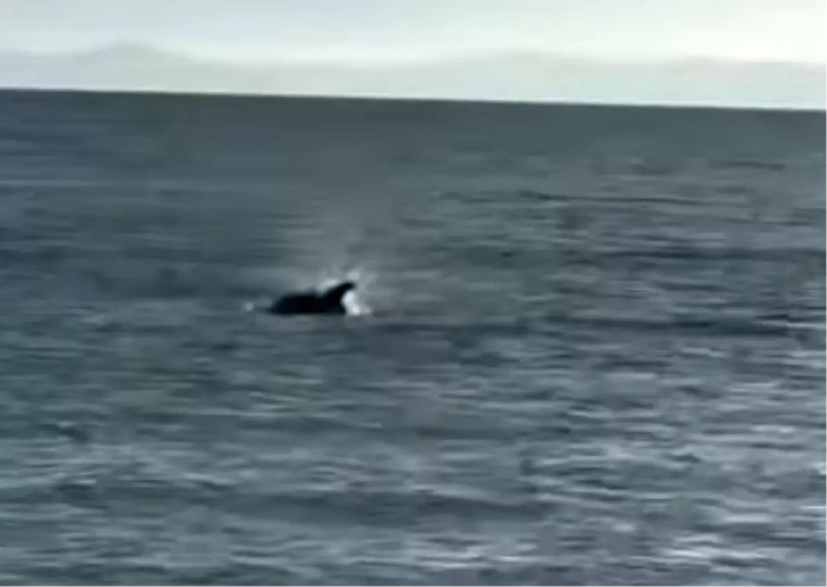 Saros'ta kıyıya yakın yüzen yunus görüntülendi