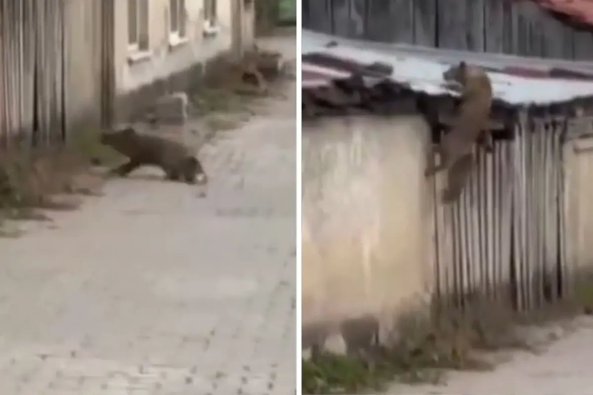 Köpek sesi duyunca ne yapacağını bilemedi! O anlar kameralarda