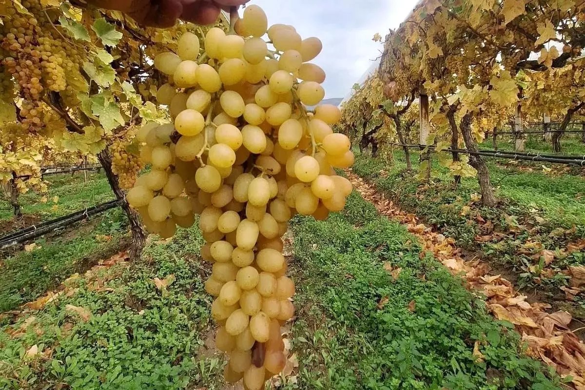 Dalında üzümler 5 aydır tazeliğini koruyor