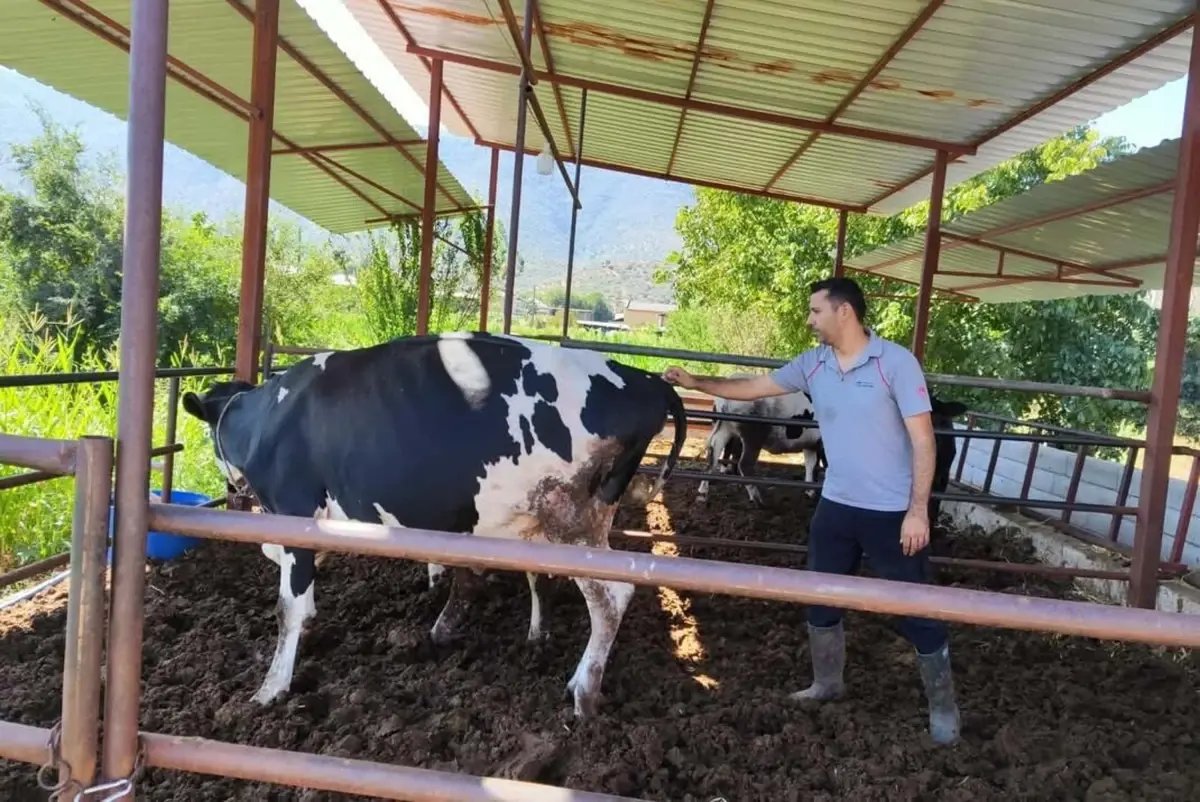 Muğla'nın Milas ilçesinde 11 mahallede şap hastalığı nedeniyle karantina başlatıldı