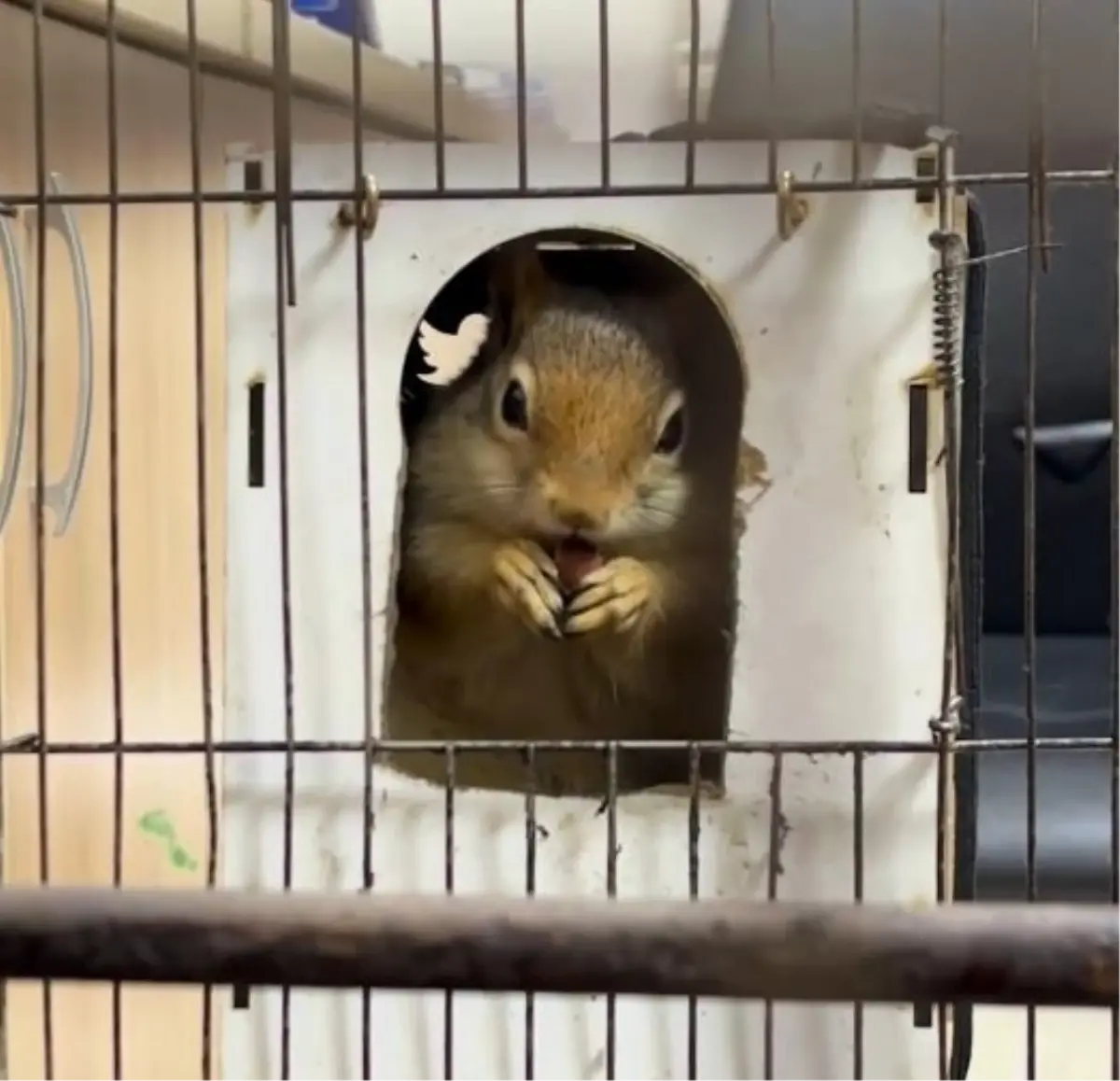 İstanbul'da iş yerinde tutulan sincaba el konuldu