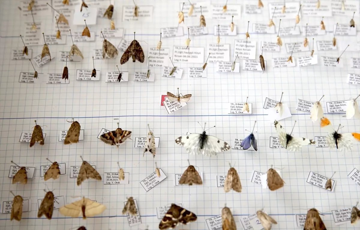 Diyarbakır'da keşfettiği yeni güve türüne eşinin adını verdi