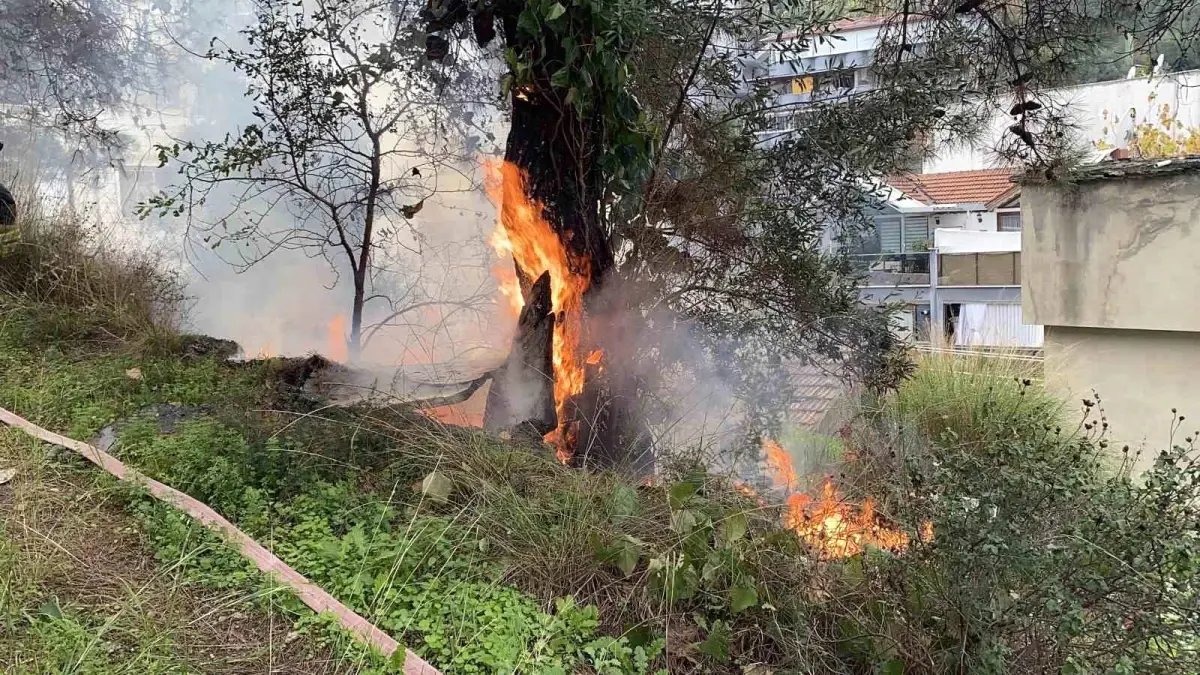 Çamlık alanda çıkan yangın büyümeden söndürüldü