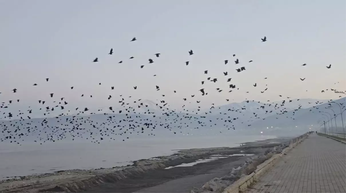 Bitlis'te gökyüzünde karga yoğunluğu kamerada