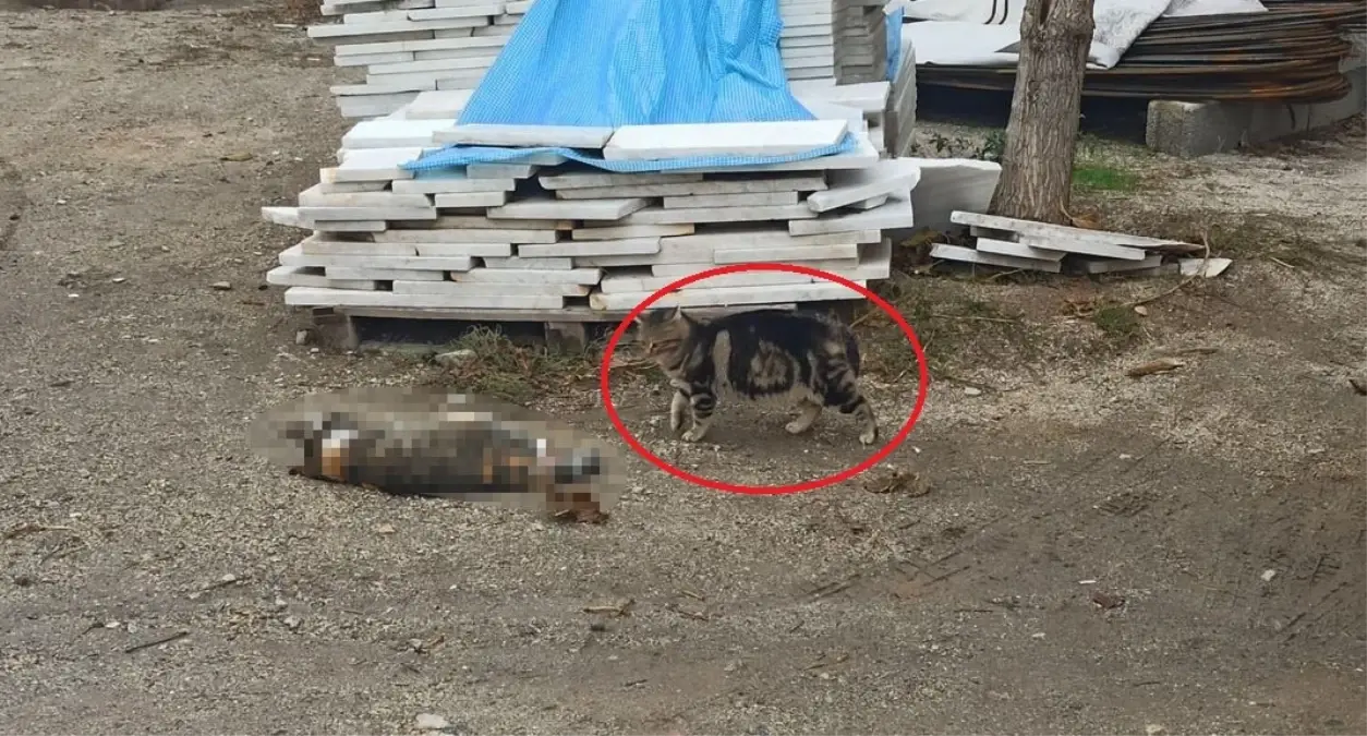 Otomobil kediye çarptı, bir başka kedi başında bekledi ;o anlar kamerada