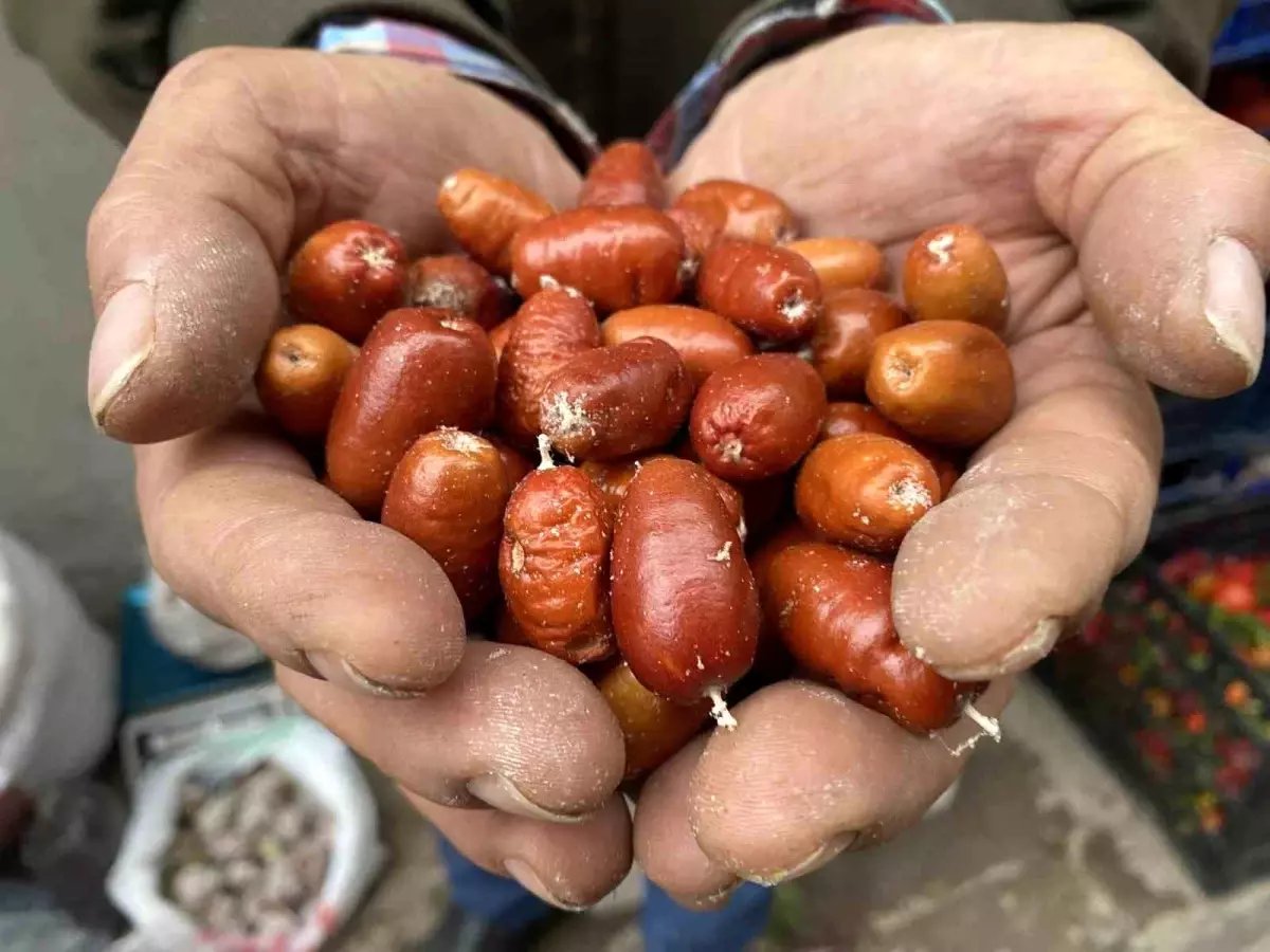 Alaşehir'de iğde ağaçlarının sayısı her geçen gün azalıyor