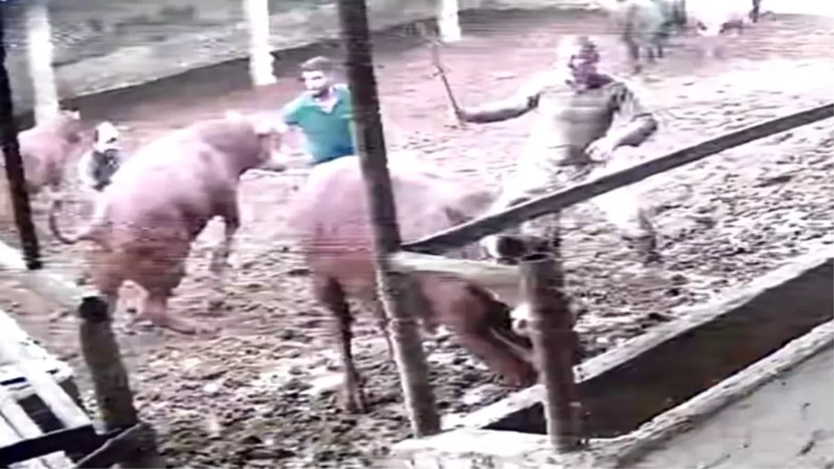 Üzerine zıplayan boğanın darbesiyle yere serildi: O anlar kamerada