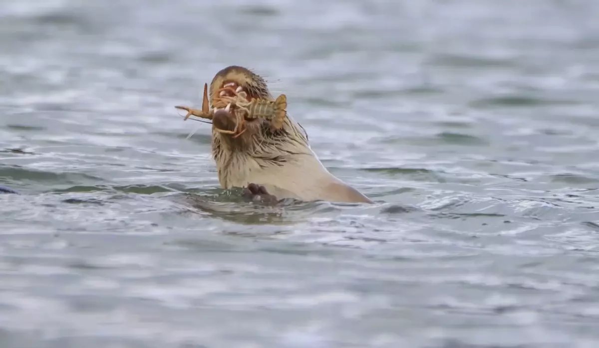 Nesli Tükenme Tehlikesi Altındaki Su Samuru Bostancılar Göleti'nde Görüntülendi