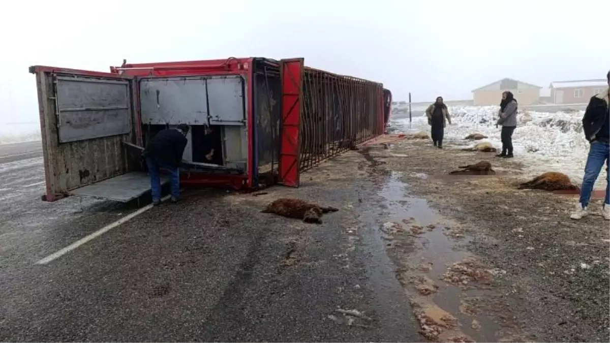 Patnos'ta hayvan yüklü tır devrildi: 10 küçükbaş telef oldu