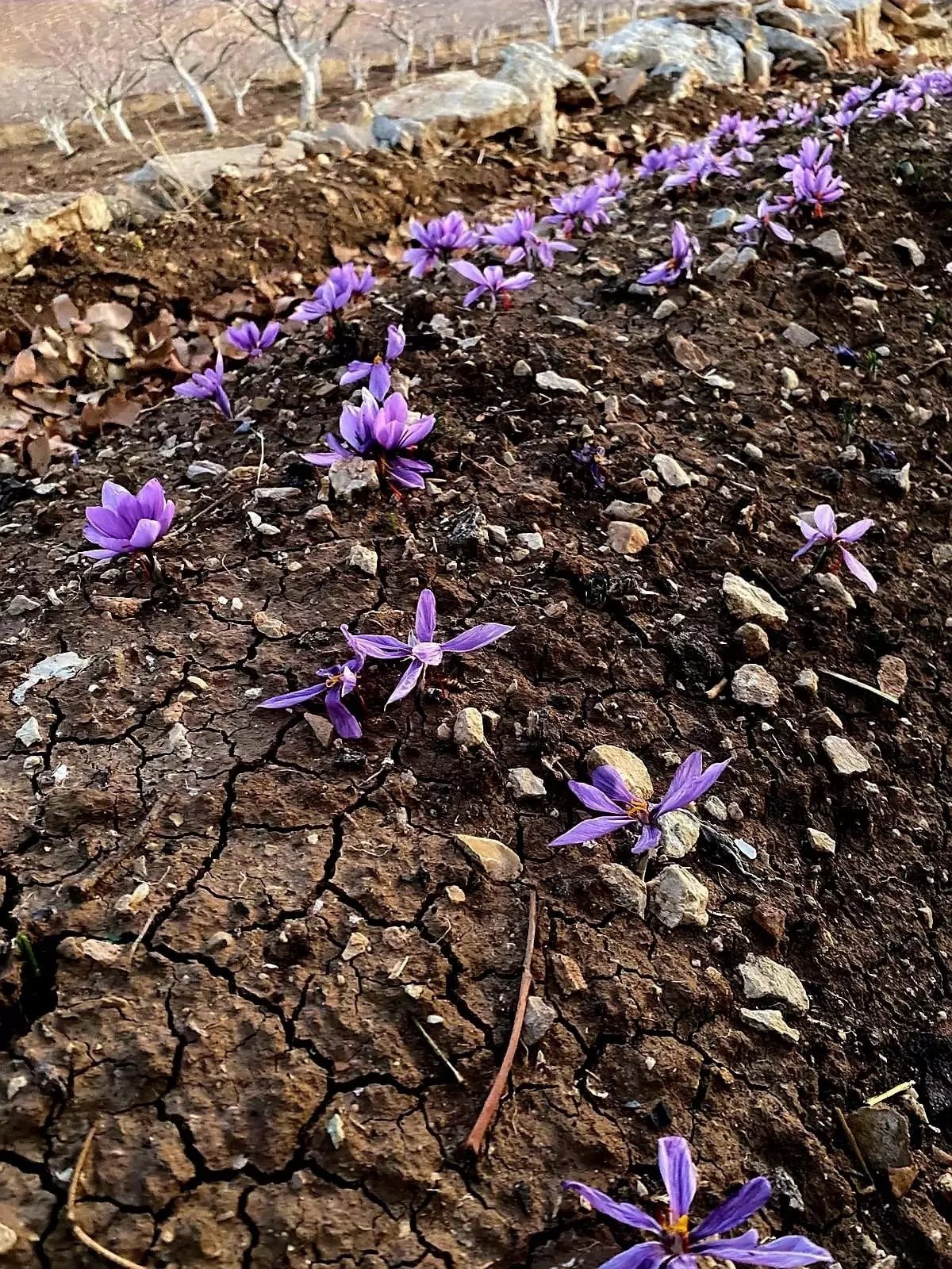 Siirt'te Safran Yetiştiriciliği Denemesi Başarıyla Tamamlandı