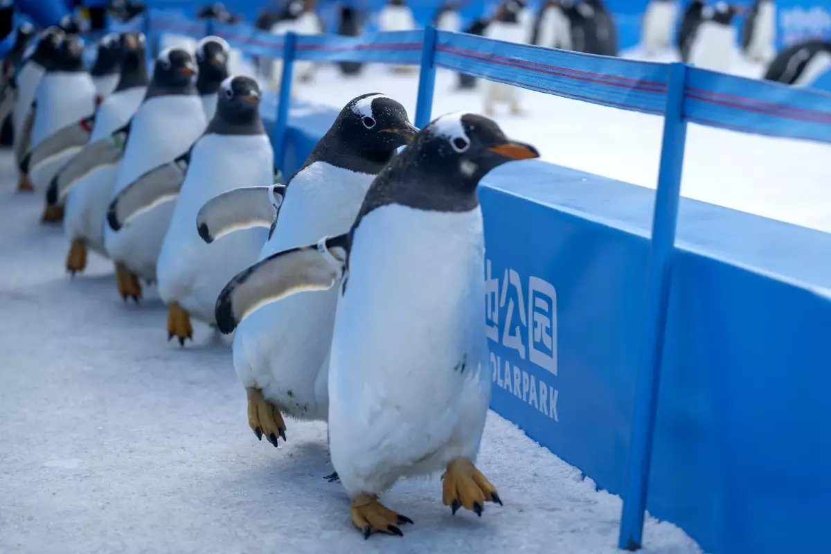 Albüm: Çin'in Harbin Kentinde Düzenlenen Penguen Geçit Töreni Renkli Görüntülere Sahne Oldu