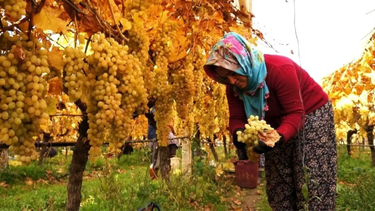 Üzüm hasadında sona yaklaşıldı