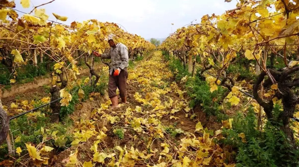Kartpostallık görüntüler eşliğinde Sarıgöl'de budama çalışmaları sürüyor