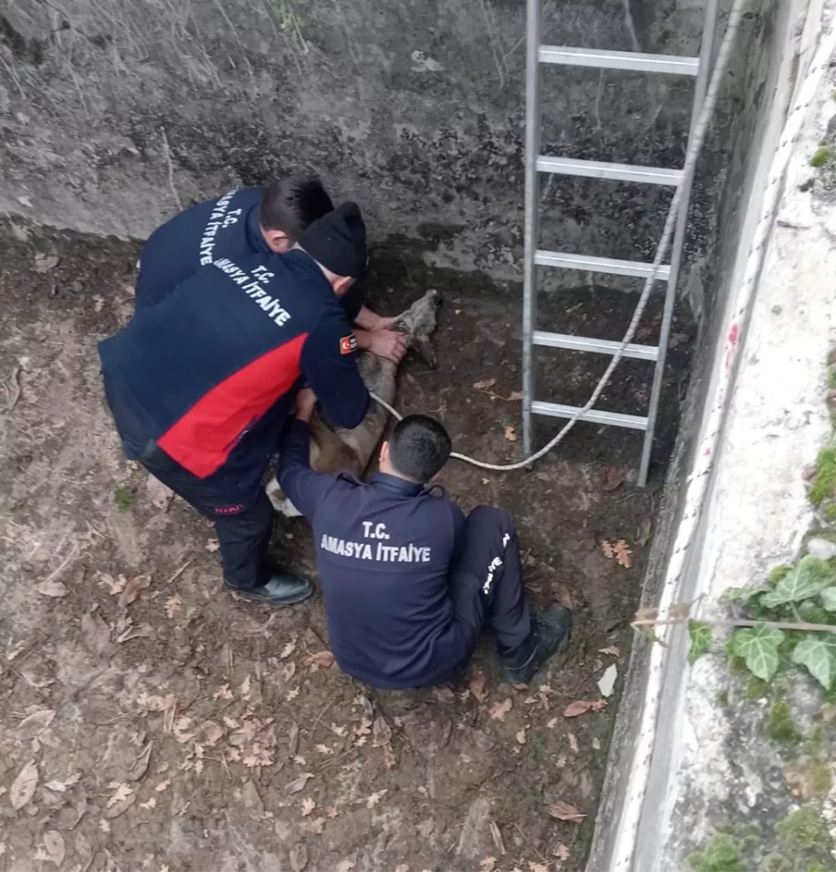 Amasya'da Boş Sulama Havuzuna Düşen Yavru Karaca Kurtarıldı