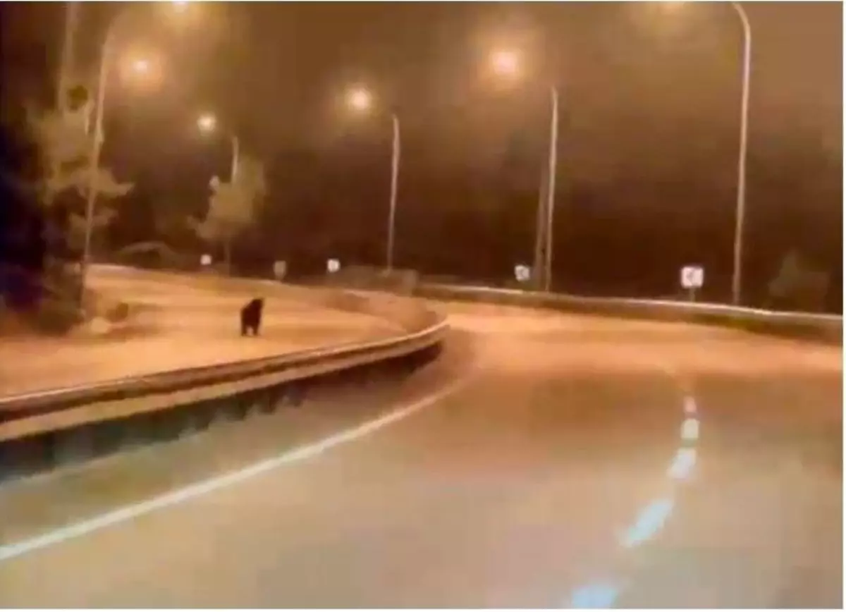 Bilecik'te ayı ana yola indi