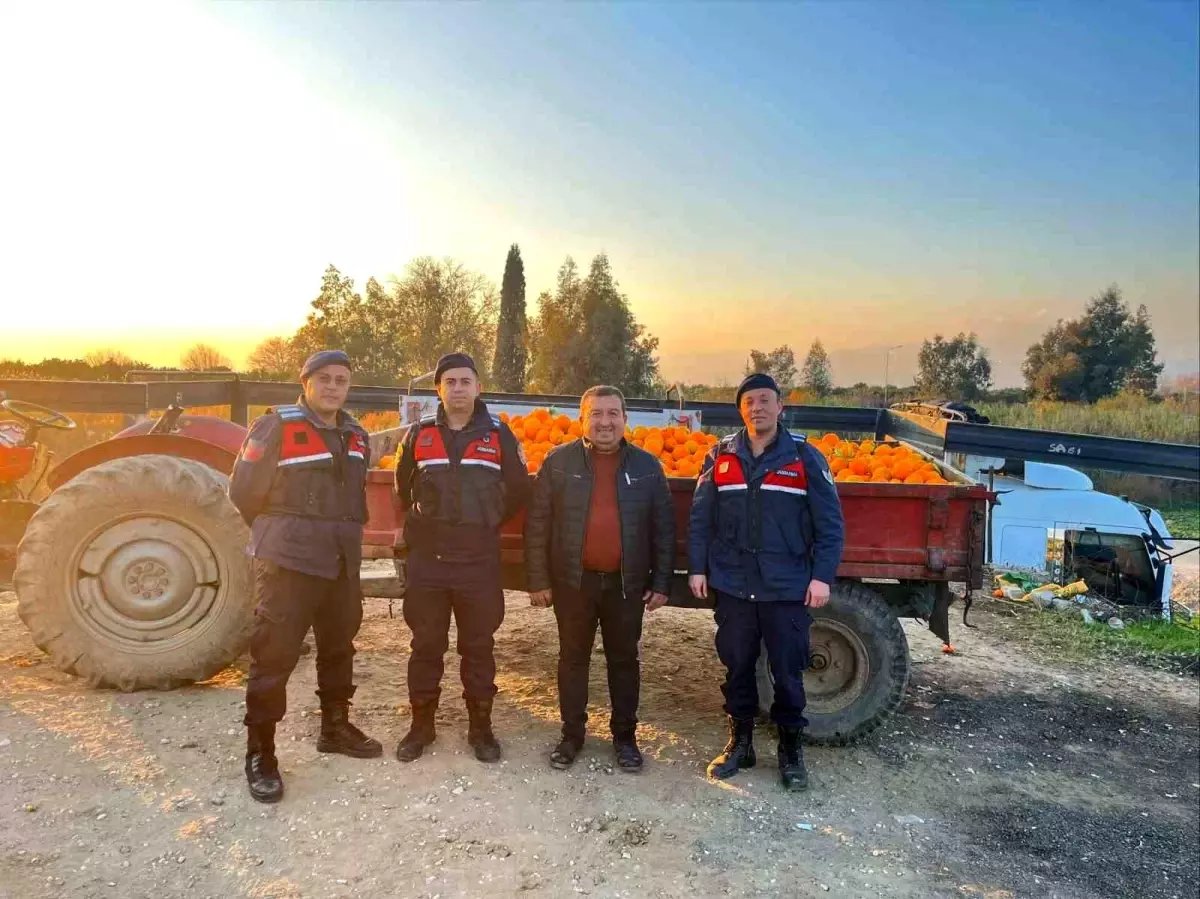 Nazilli'de 1,5 tonluk portakal hırsızlığı jandarmaya takıldı
