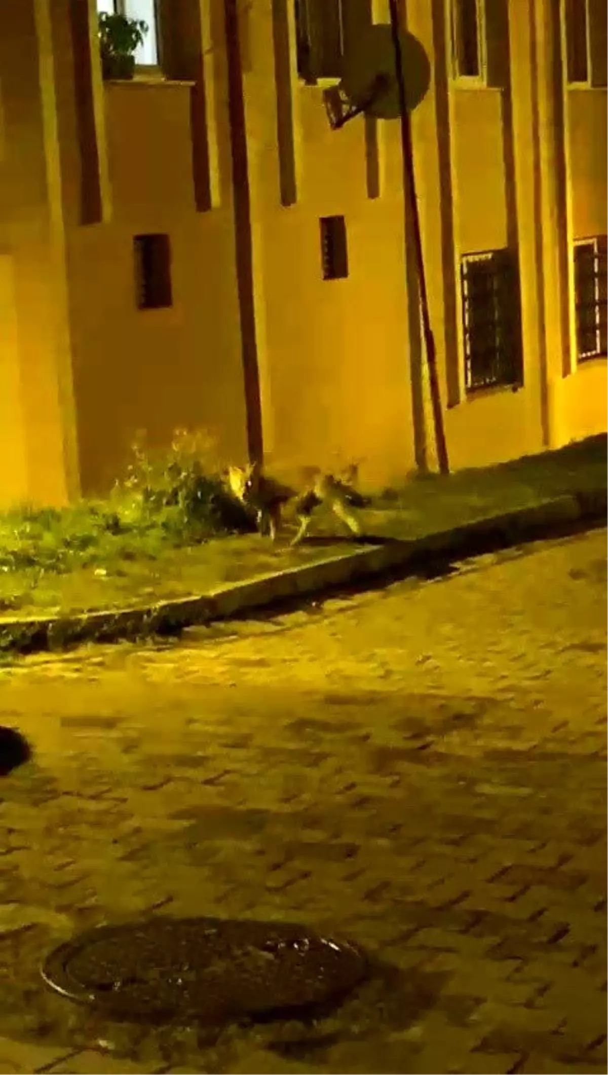 Tilkinin panik anları kameraya takıldı