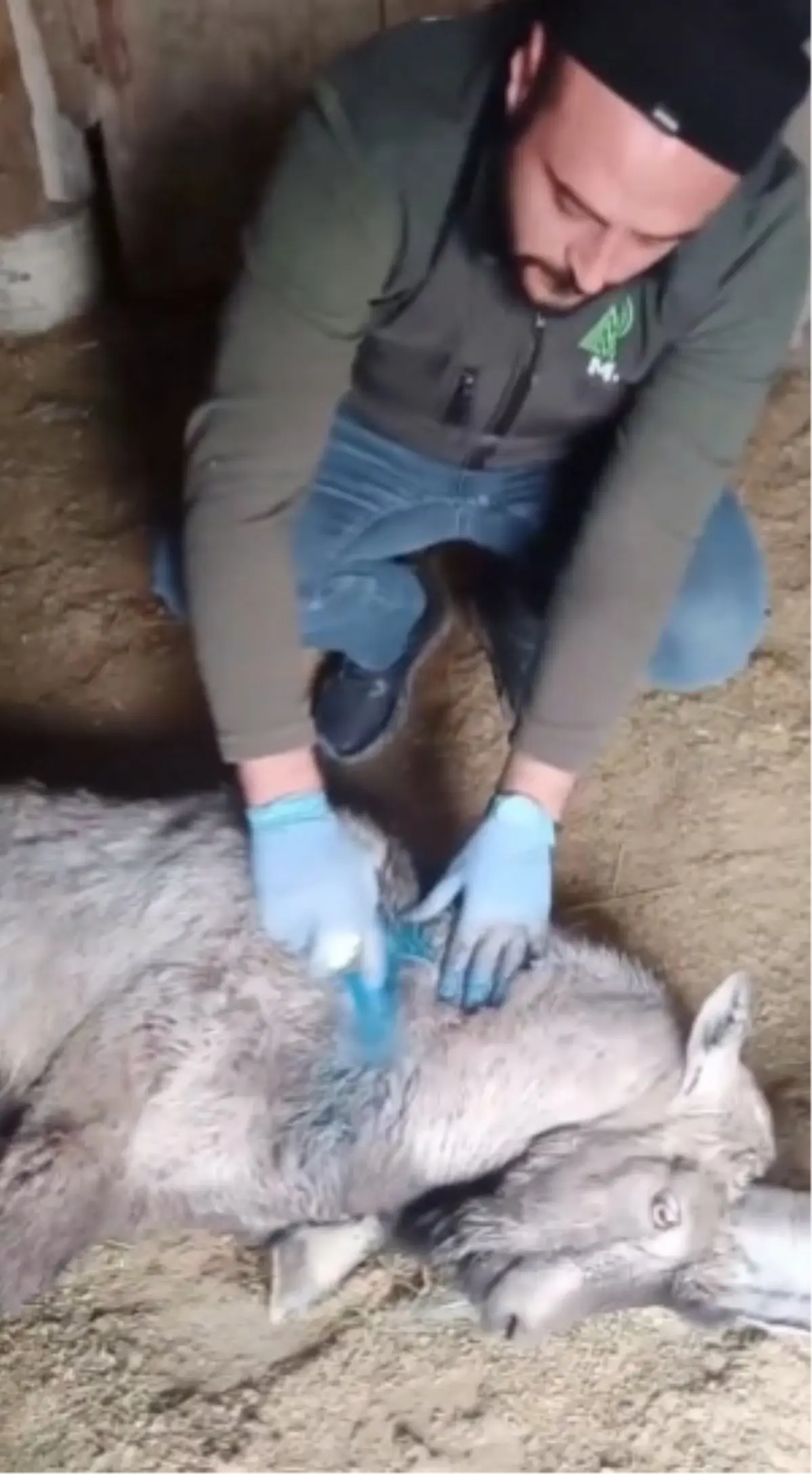 Yaralı Yaban Keçisi Doğaya Bırakıldı