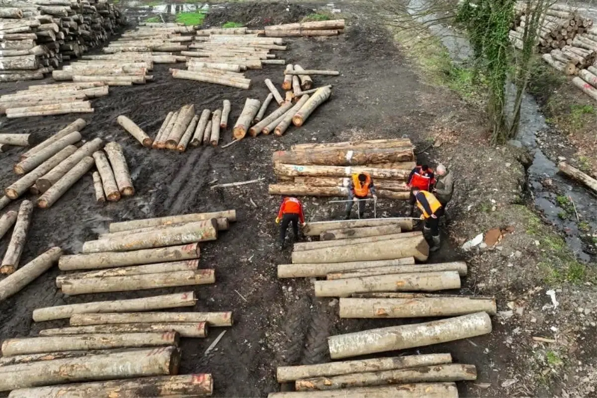 Düzce'den 22 bin 310,95 ton orman ürünü ihraç edildi