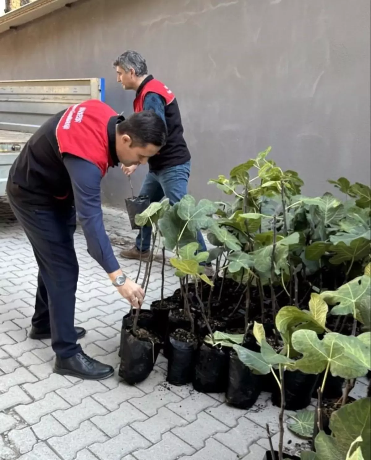 Gömeç'te incir üretimini artıracak adım, 499 sertifikalı fidan dağıtıldı