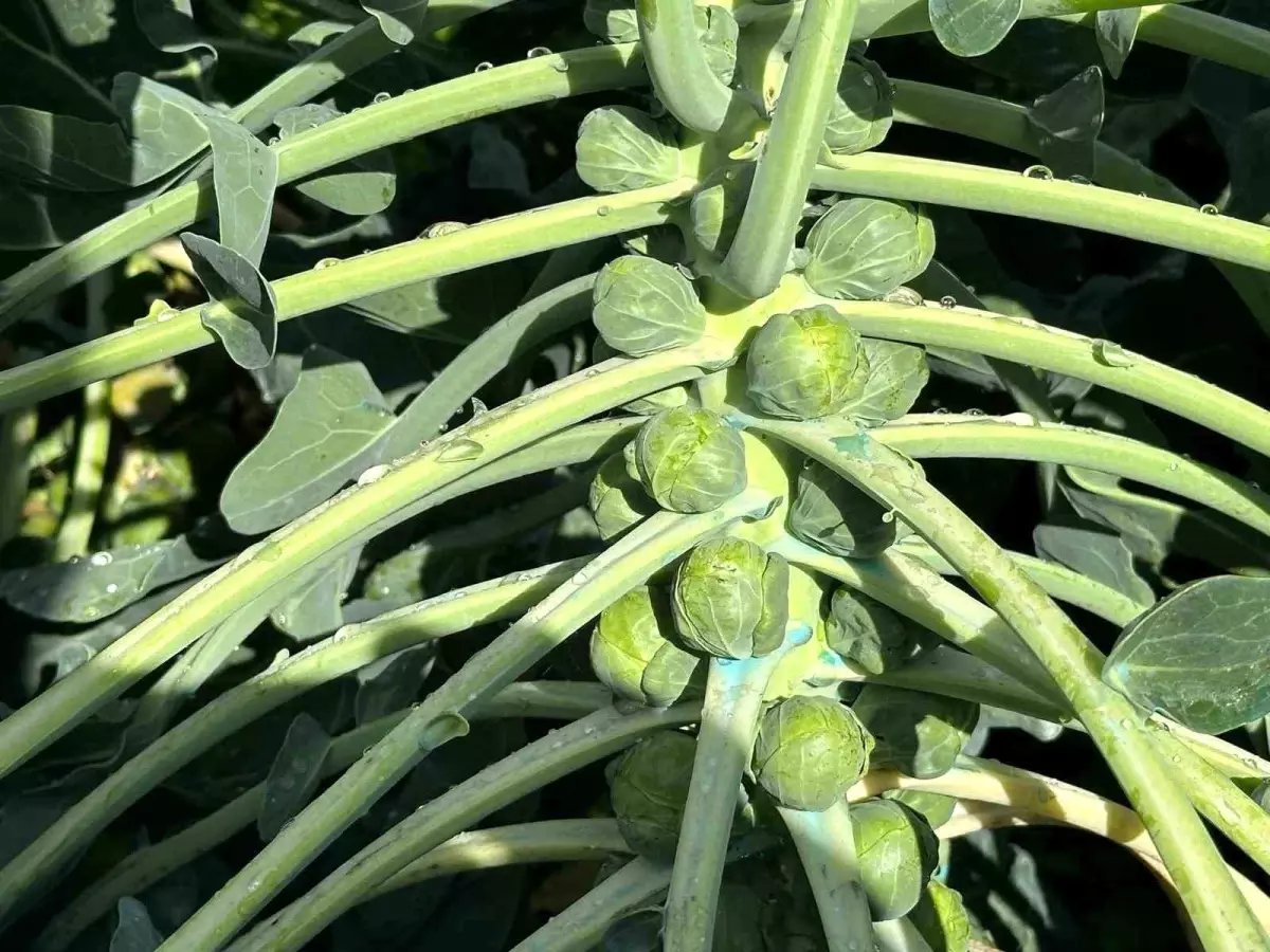 Rusya ve Hollanda lahanayı "Brüksel"den değil İznik'ten alıyor