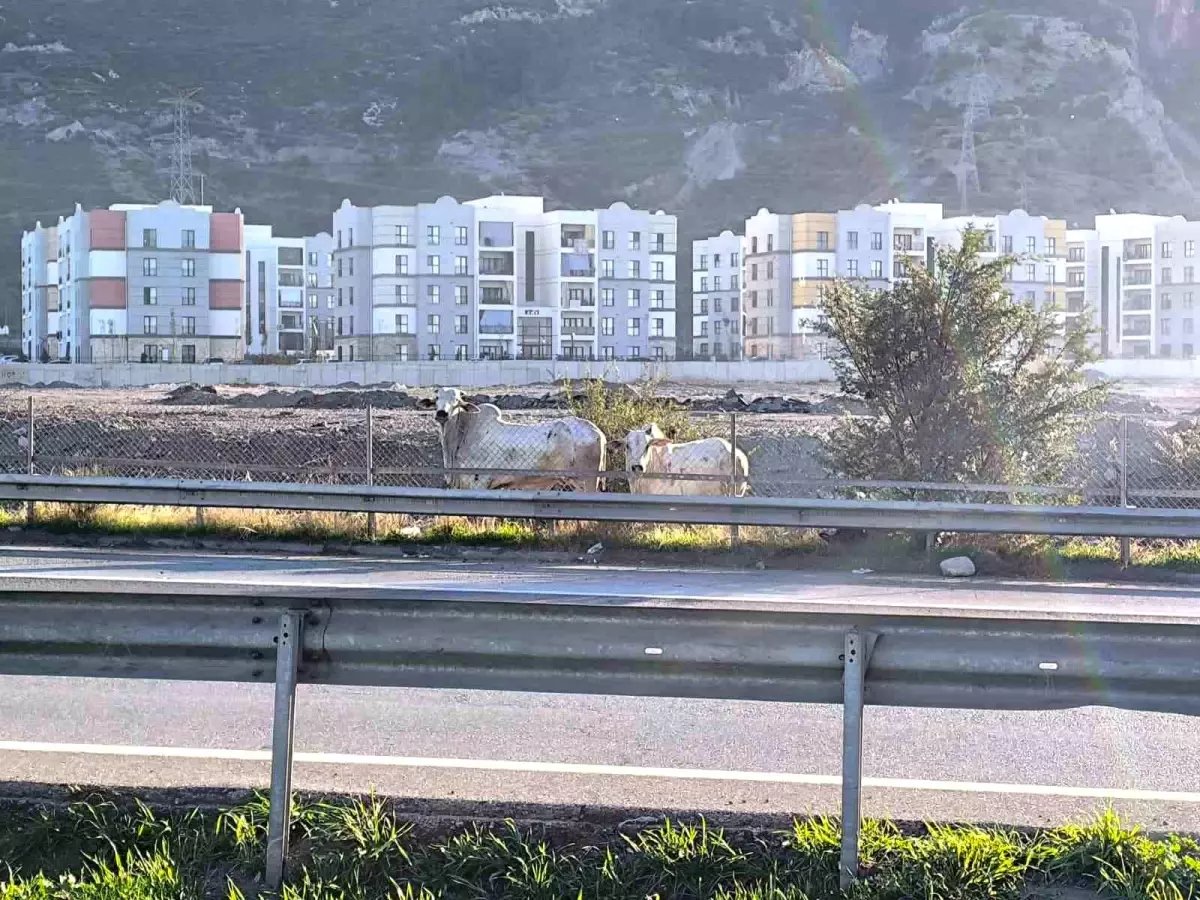 Kaza yapan tırdan kaçan anguslar şehir turunda