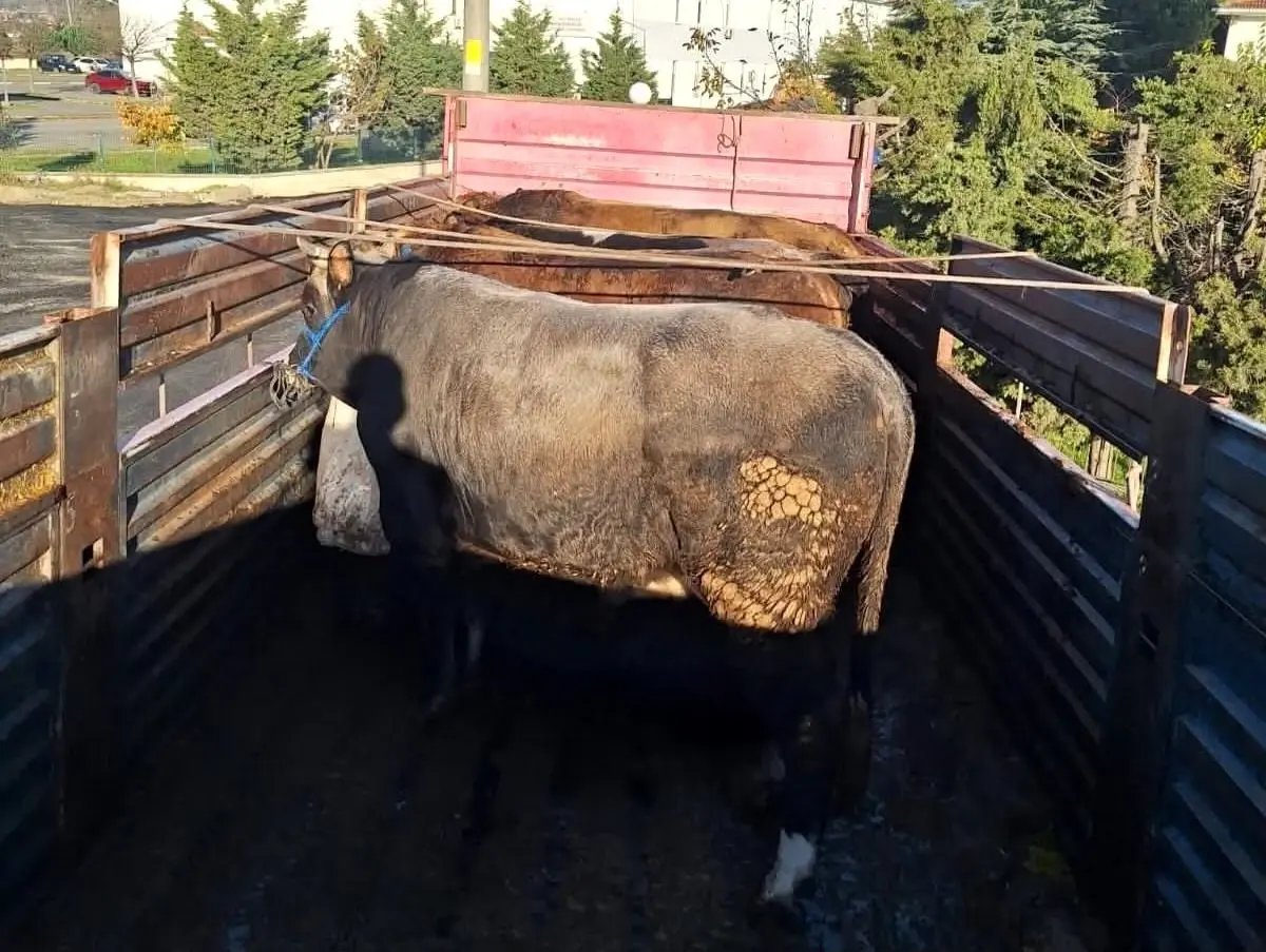 Tekirdağ'da kaçak hayvan sevkiyatına 102 bin lira ceza