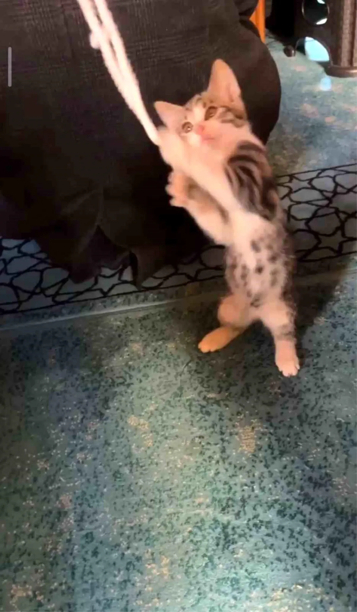 Yavru kedi camide vaaz sırasında cemaatle ve tespihle oynadı