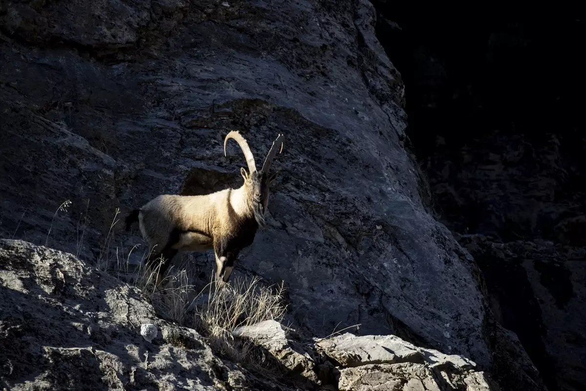 Tunceli'de yaban keçileri Munzur Vadisi'ne indi