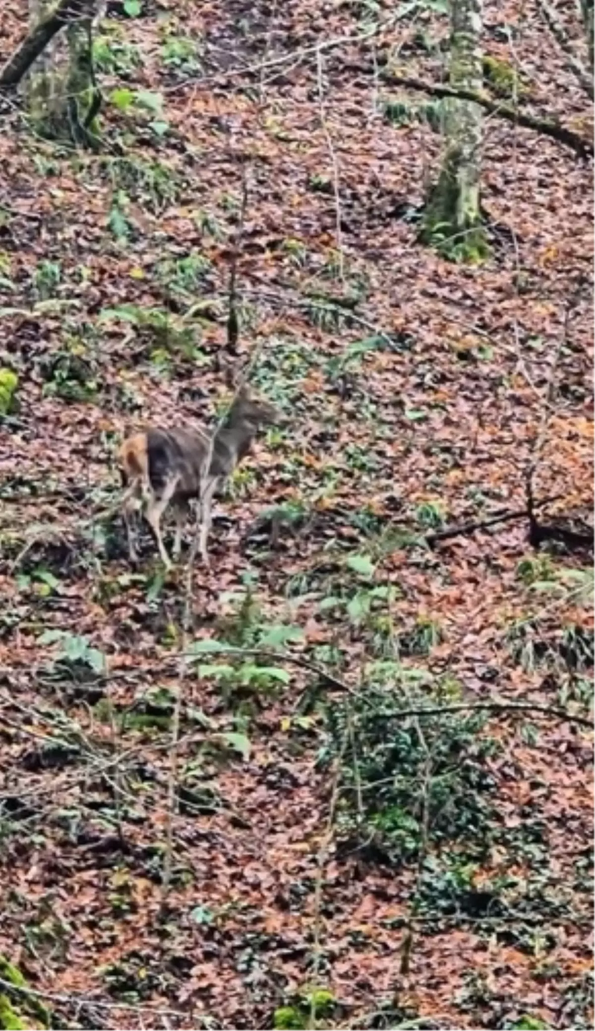 Yedigöller Milli Parkı'nda 2 Geyik Ormanda Görüntülendi