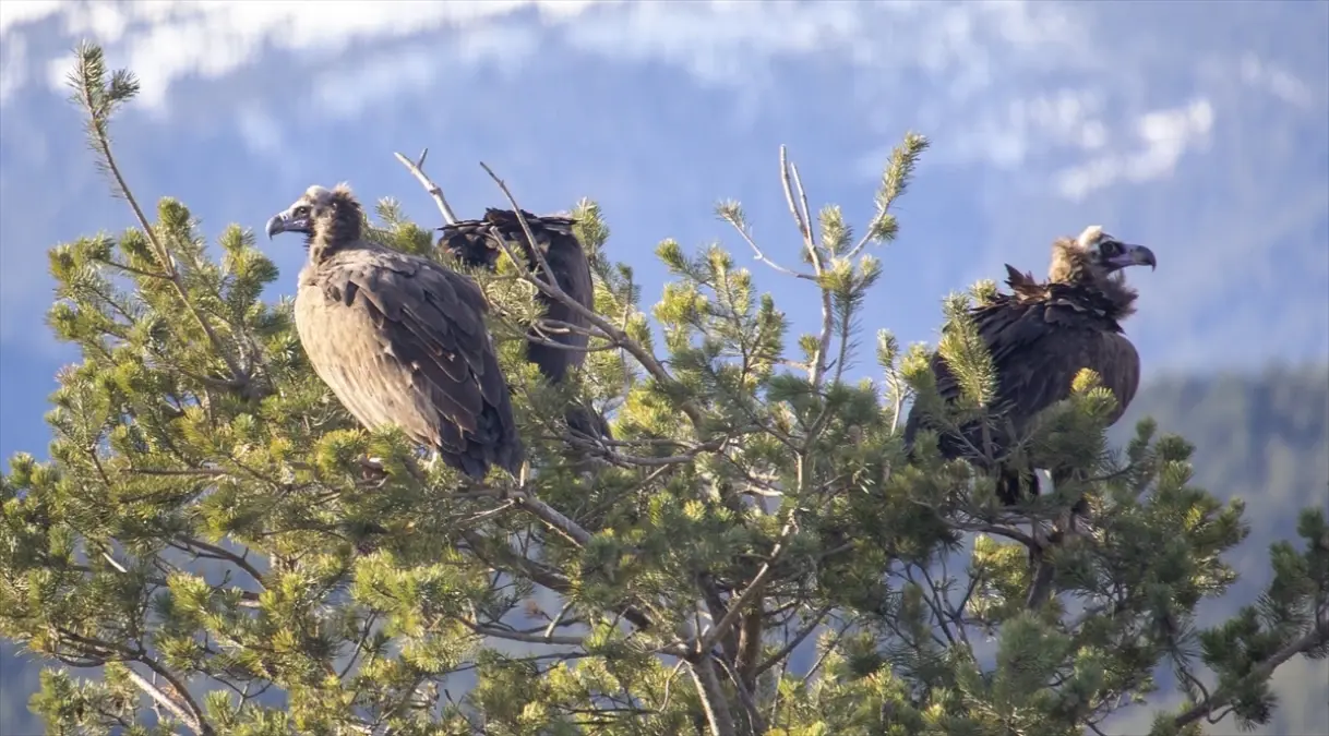 Akbabaların izi Bolu'daki istasyonda sürülüyor