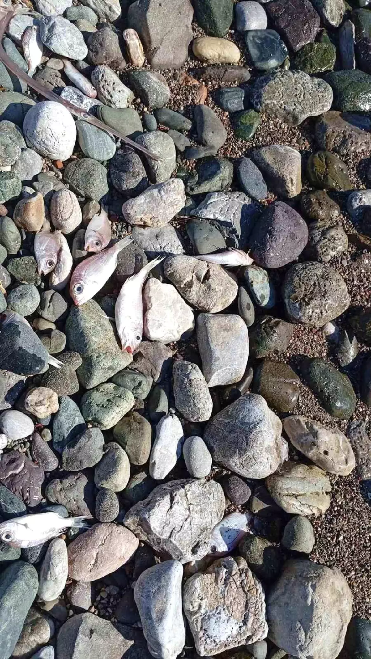 Datça'da çok sayıda ölü balık kıyıya vurdu