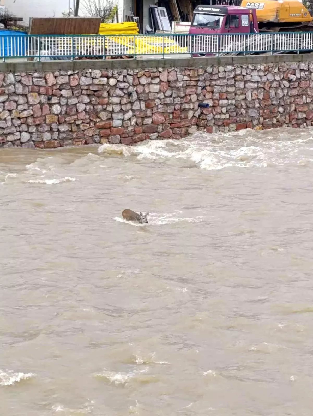 Çaya düşen karaca kurtarıldı