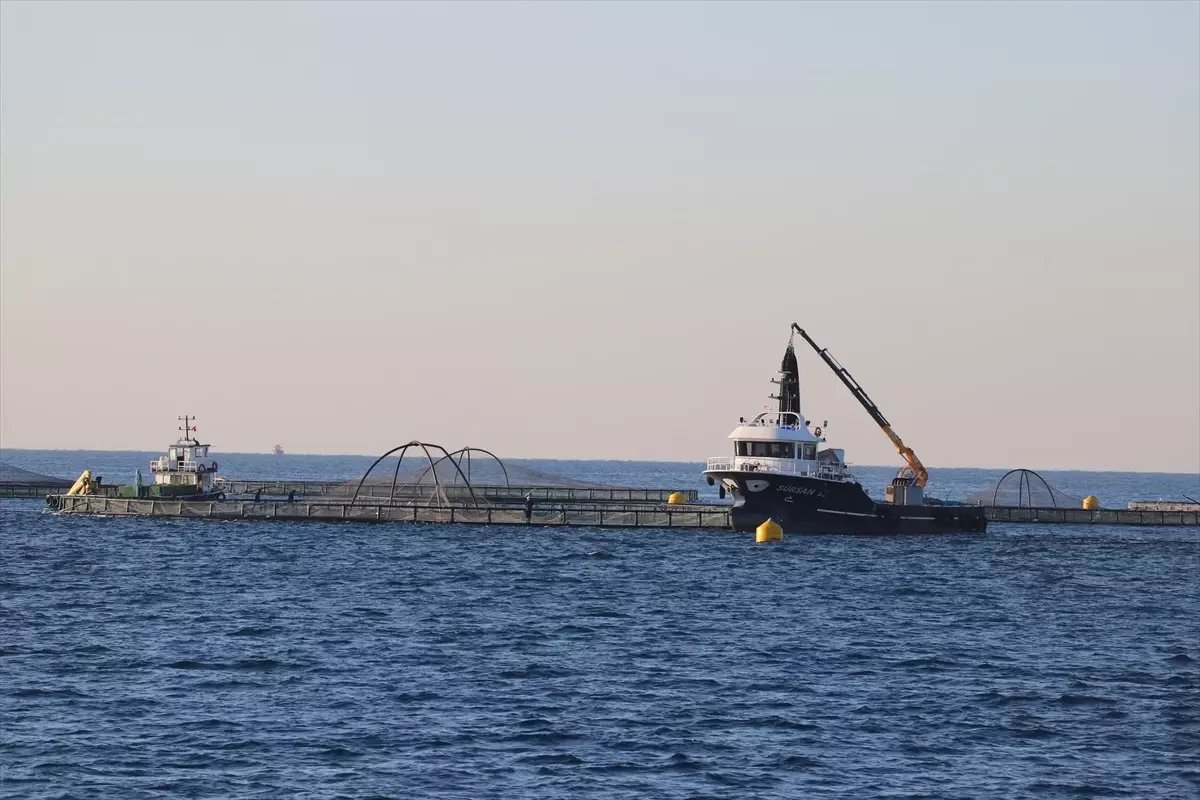 Adana'da denizde kafes balıkçılığında ilk hasat ihracat için yapıldı