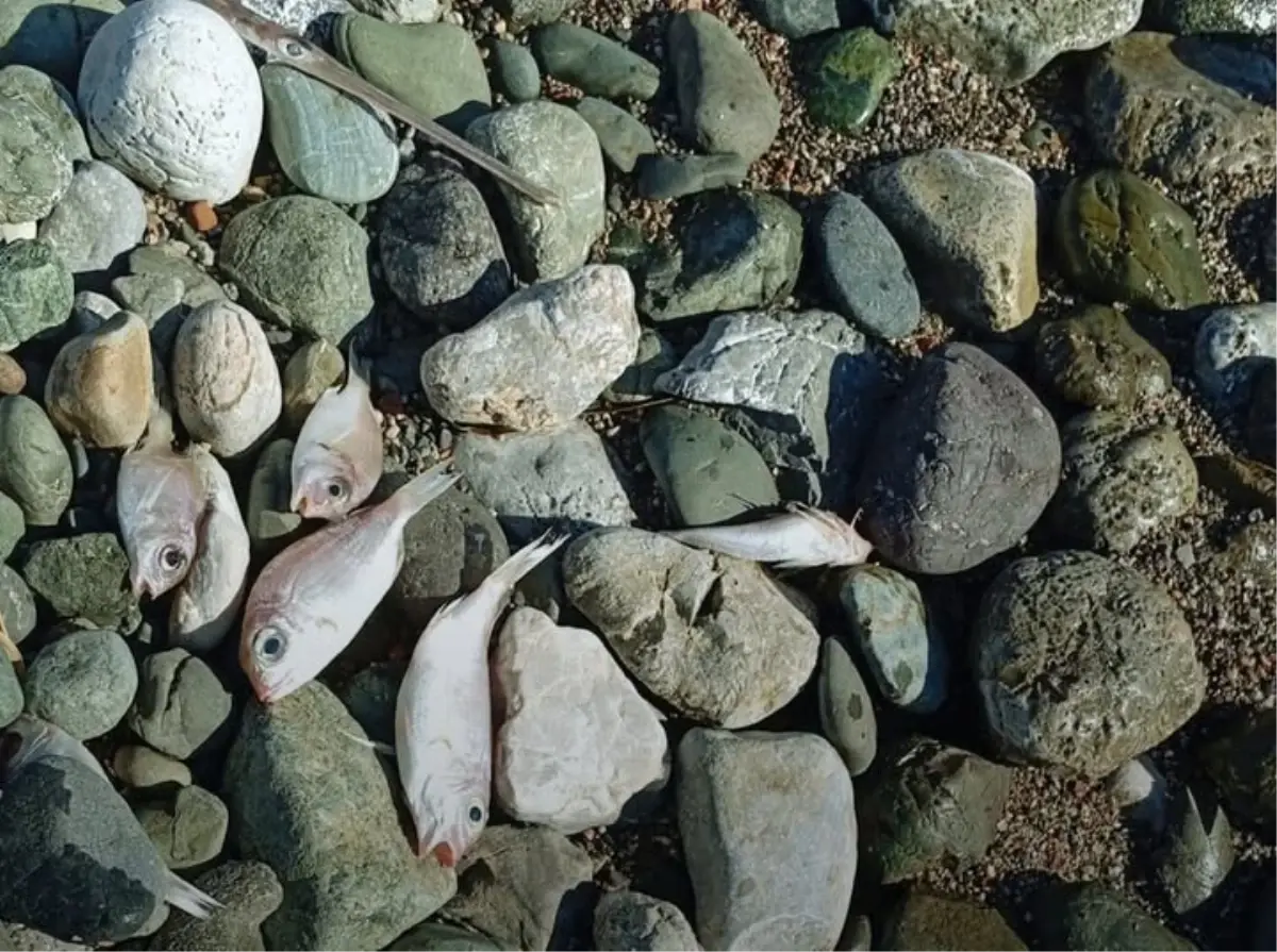 Datça'da ölü balıklar sahile vurdu