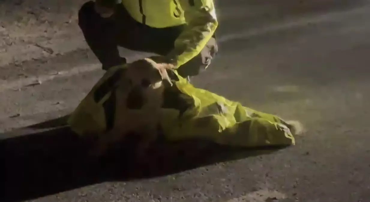 Polis, yaralı köpeğin üstünü kendi montuyla örttü