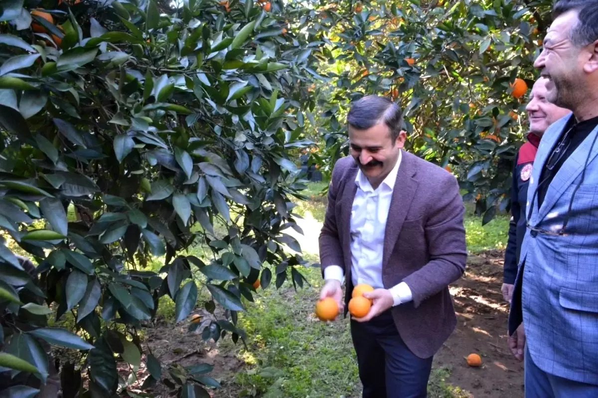 Kaymakam Kumcu, 'Köyceğiz Portakalı' hasadına katıldı