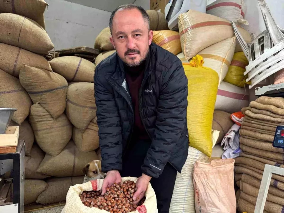 Giresun'da fındık fiyatı yılbaşına günler kala yükselişe geçti