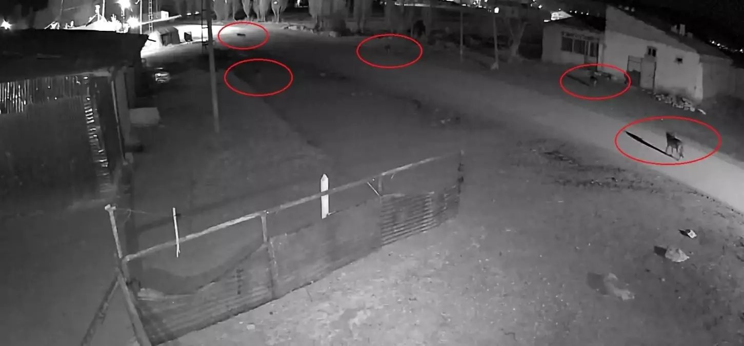 Bayburt'ta 5 kurdun köpeği tuzağa çektiği anlar kamerada