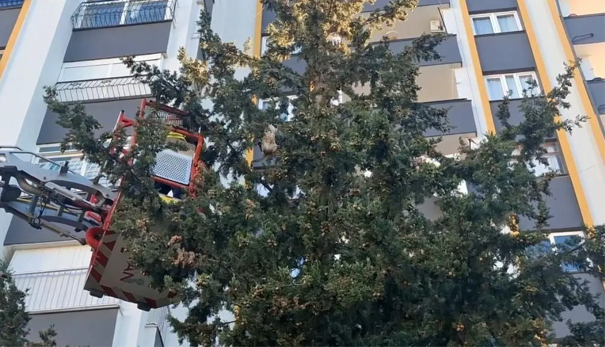 Köpekten kaçan kedi 3 gün ağaçta mahsur kaldı