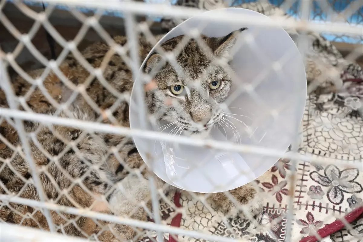 Burdur'da yaralı halde bulunan vaşak, tedavi altına alındı