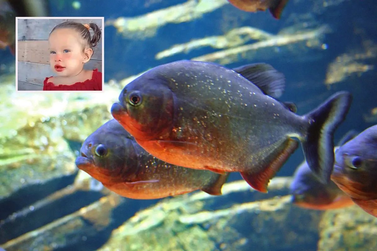 Brezilya'da 2 yaşındaki kız çocuğu pirana saldırısında hayatını kaybetti