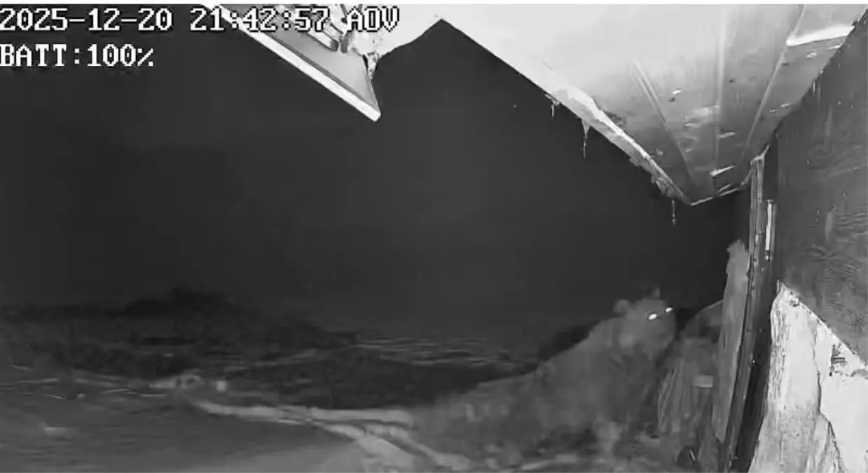 Ayılar kış uykusu nedir bilmiyor, yayla evlerine saldırıları sürüyor