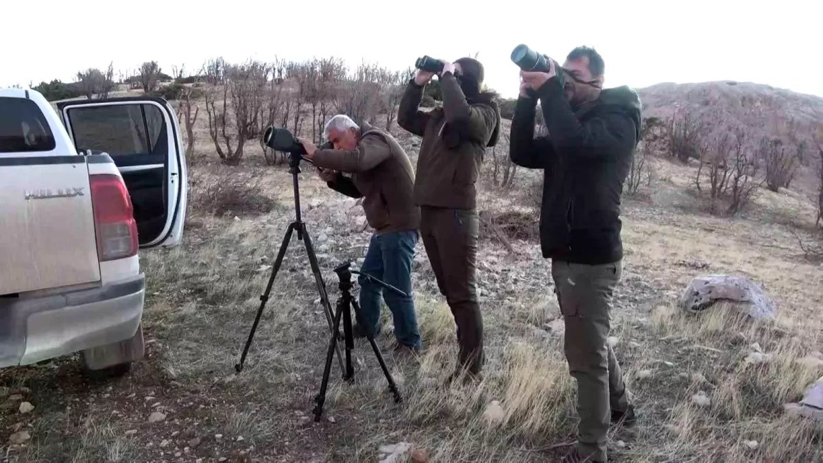 Adıyaman'da yaban keçileri tek tek sayılıyor