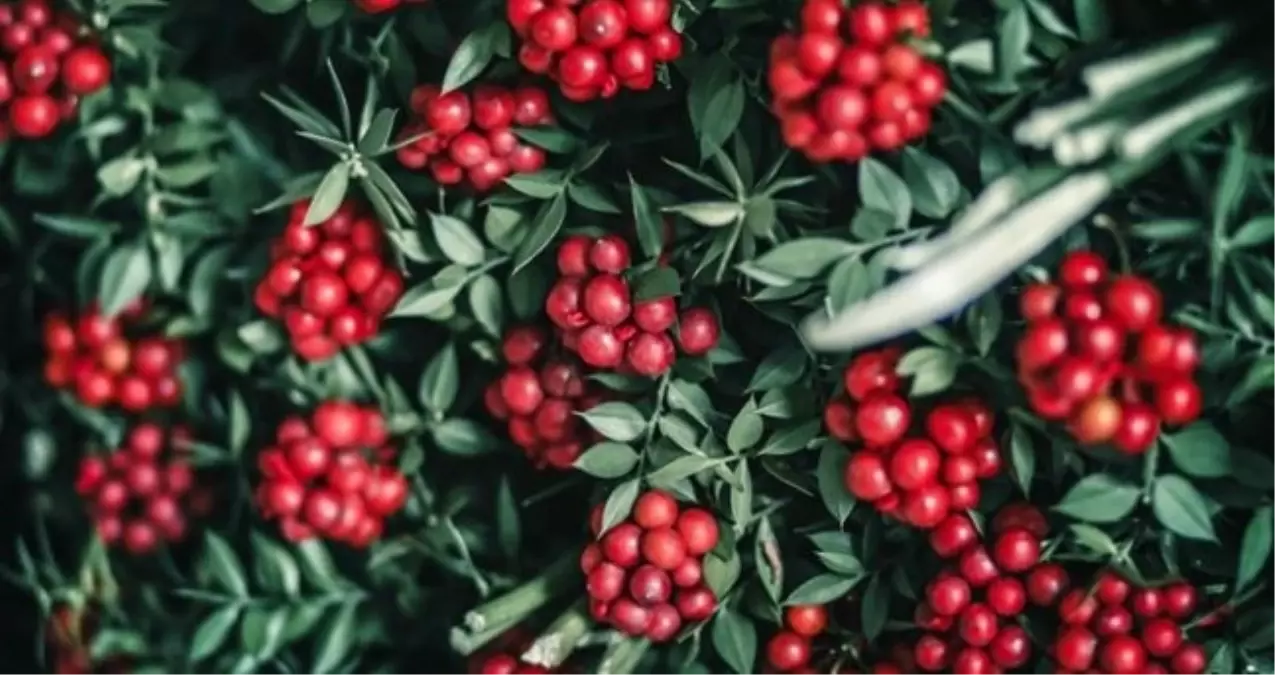 Kokina çiçeğinin anlamı nedir? Kokina çiçeği neden alınır?